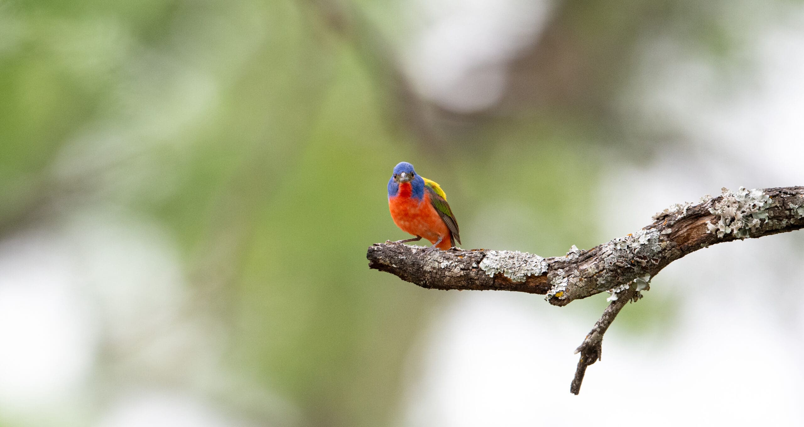 A painted bunting on a branch