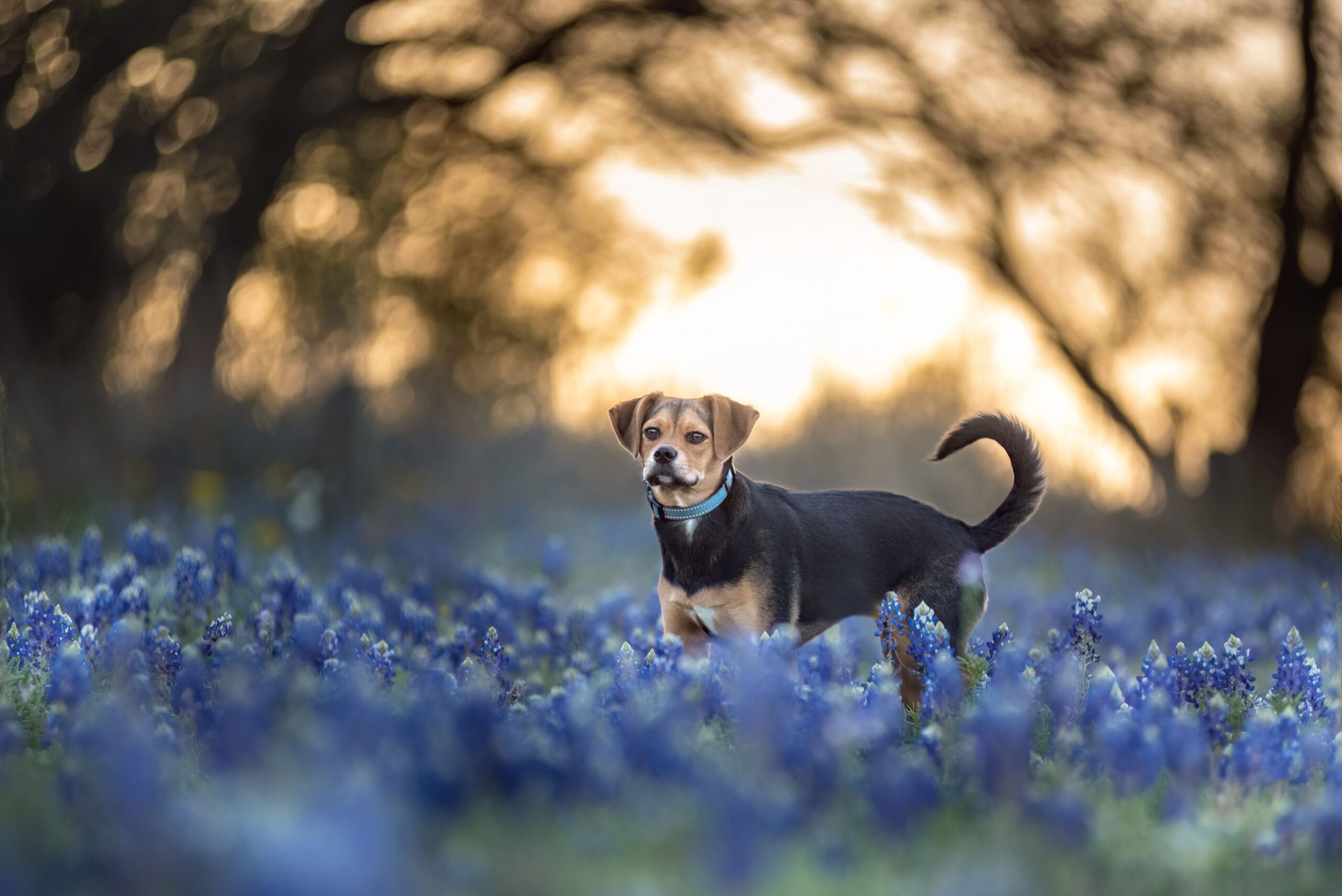 A dog in the Texas Bluebonnets