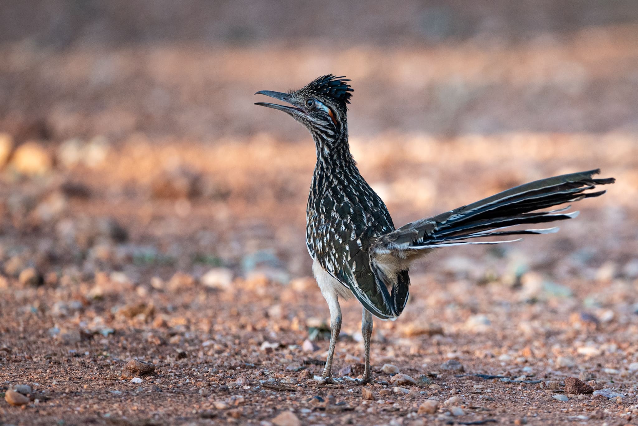 The Greater Roadrunner in Mason Texas