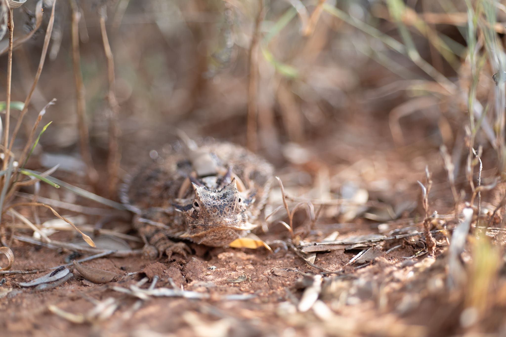 Texas Horned Lizard conservation project at White Ranch